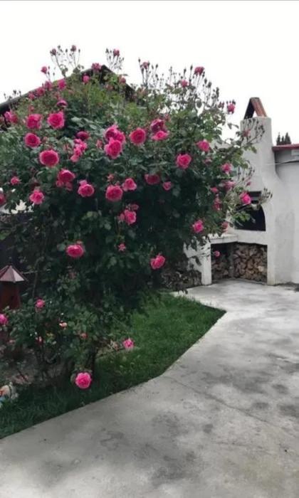 Casa Tibi Si Nico Hotel Eforie Nord Buitenkant foto